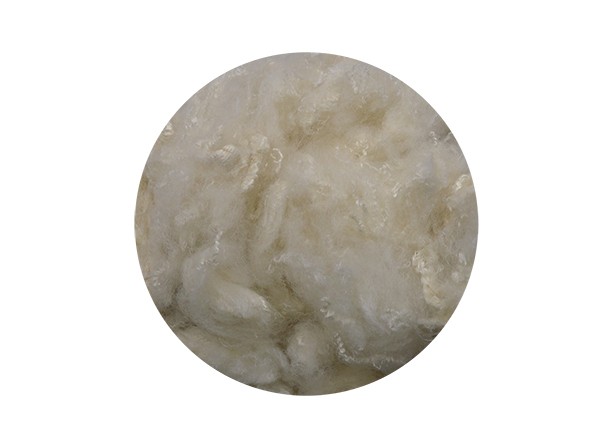 apricot-Y010A